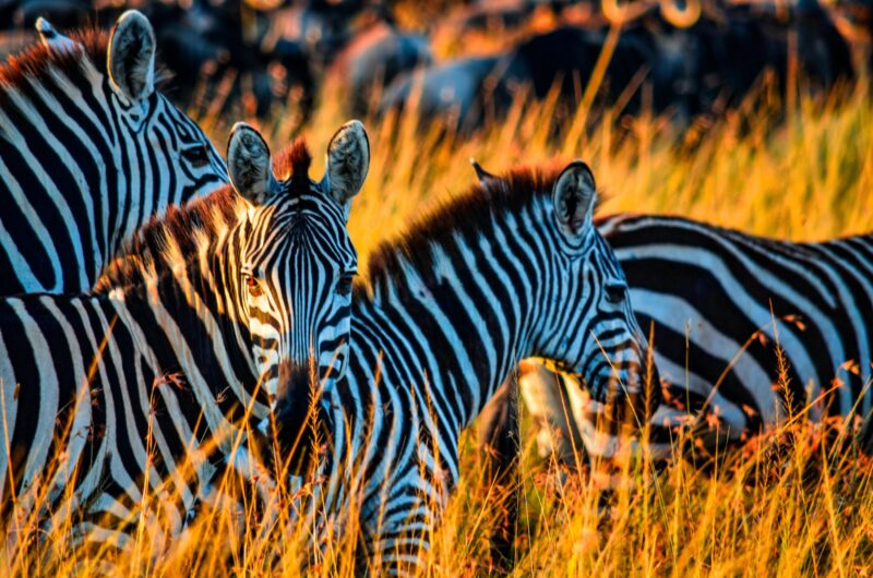zebras in Kenya