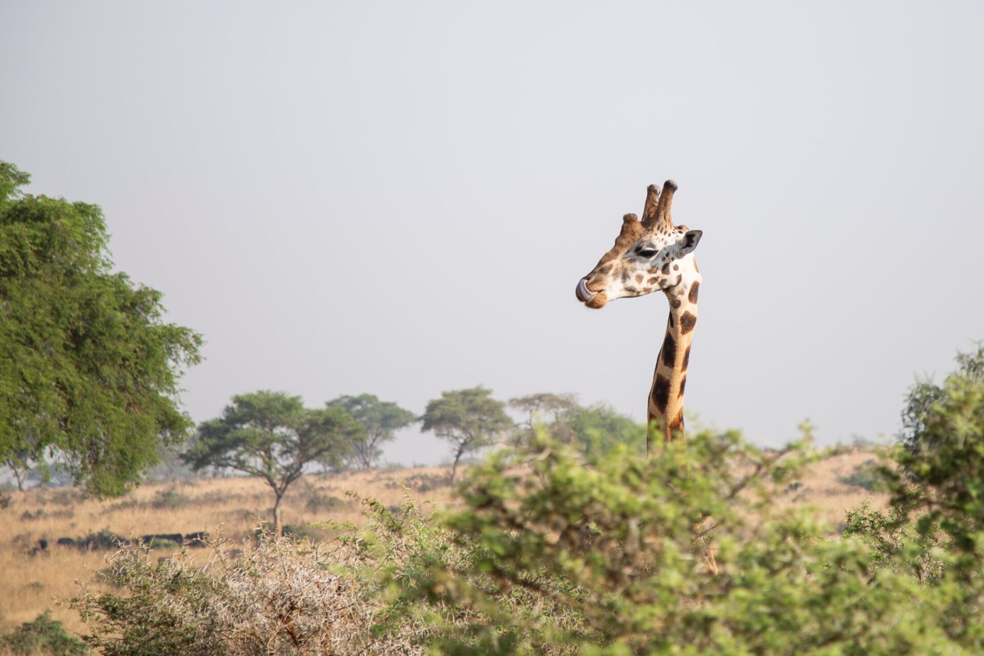 Giraffe in uganda