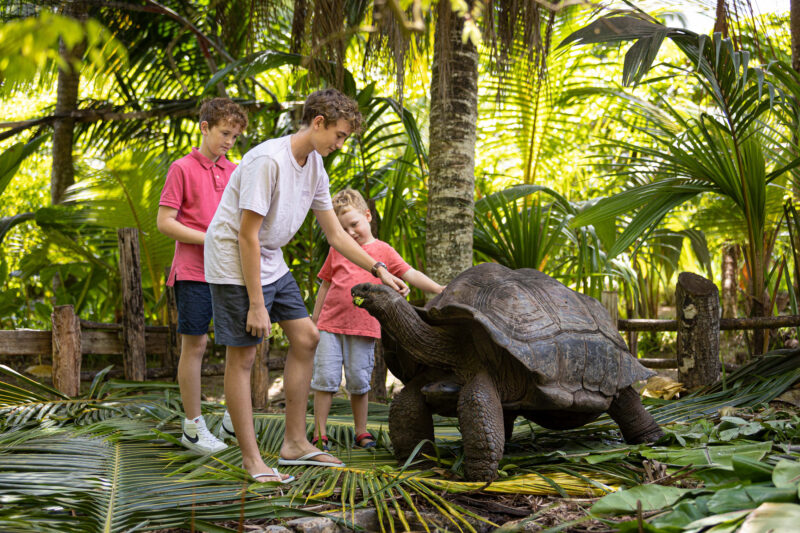 La Cigale estate seychelles turtle