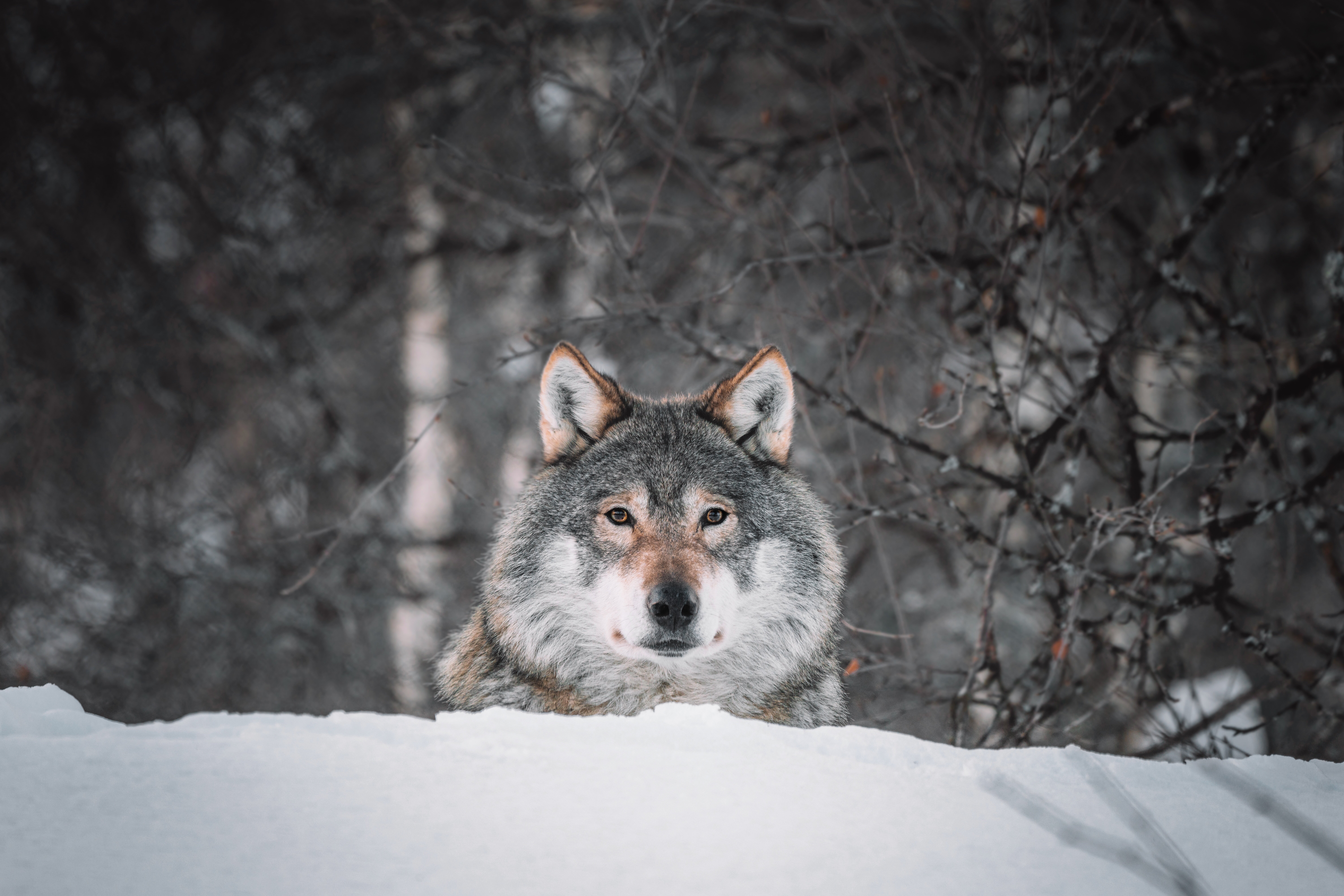 wolf in snow hiding
