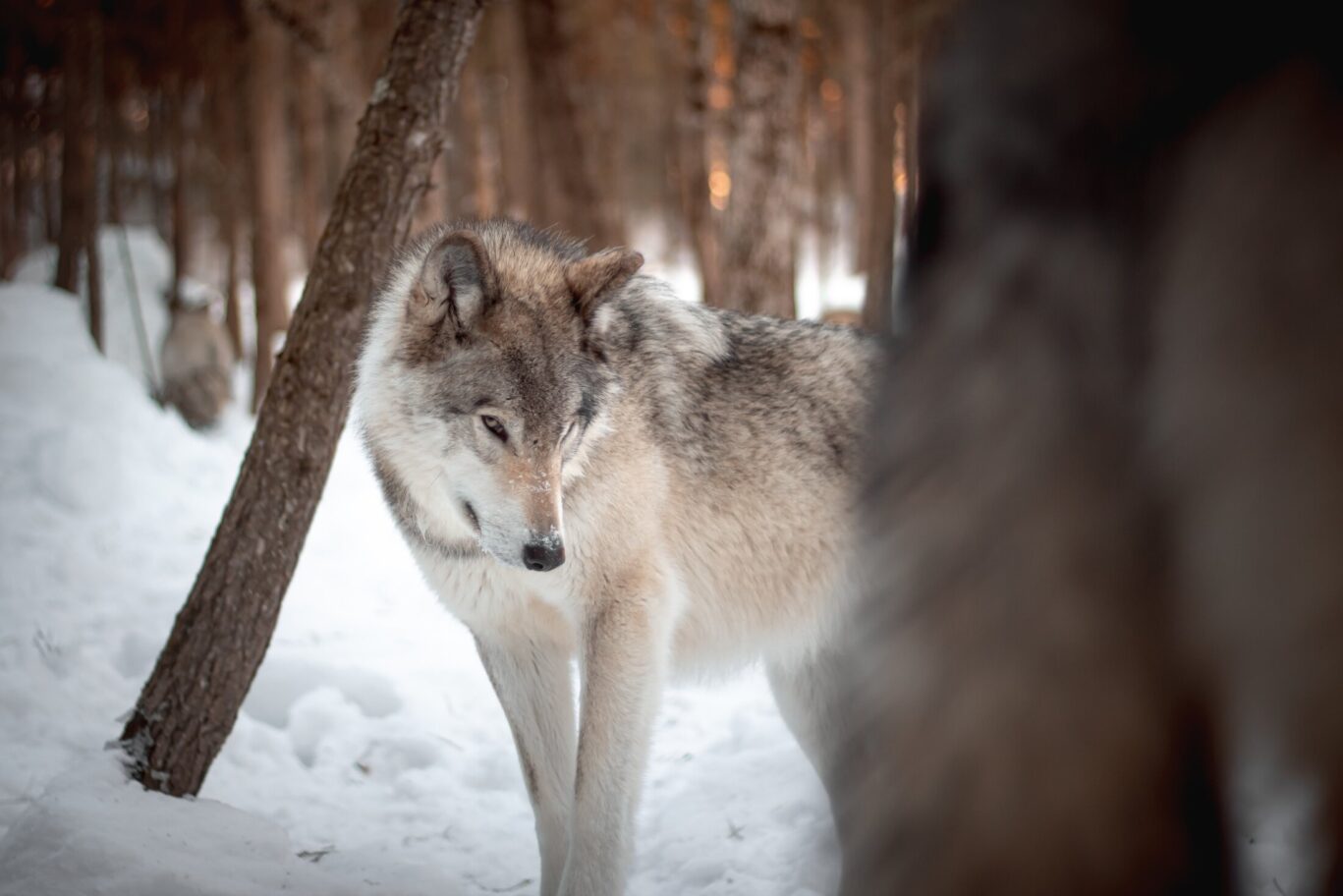 wolf in snow looking curious