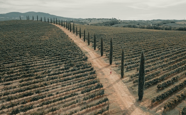 vineyards in Tuscany with dirt track