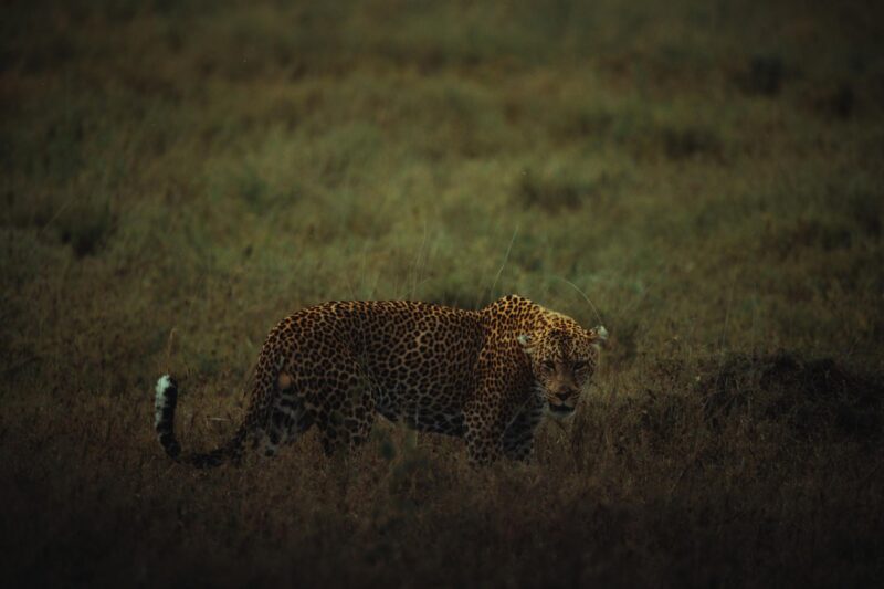 Northern-Tanzania-experience-01