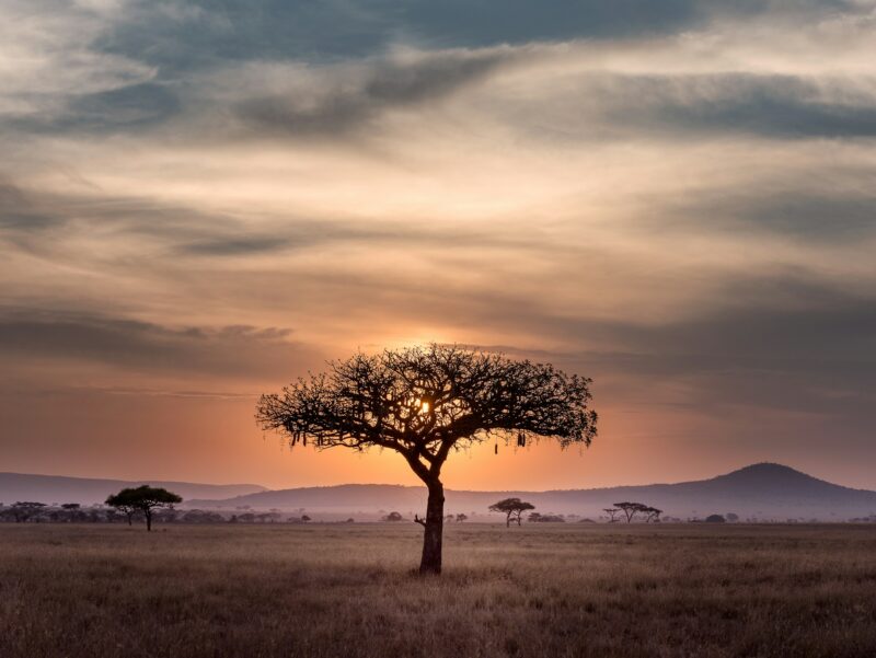 Serengeti sunset