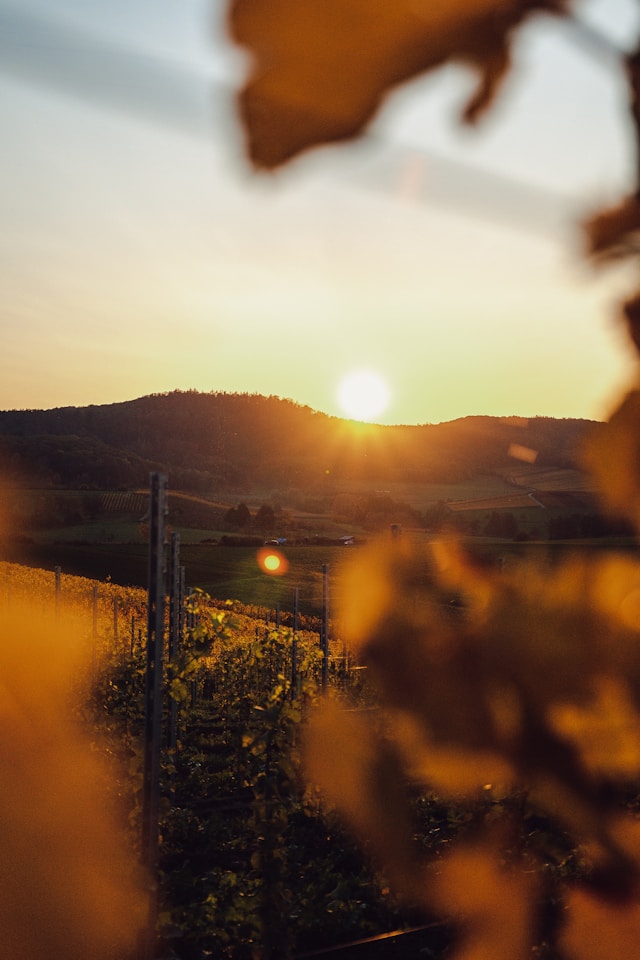 Burgundy vines sunset